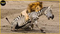 A lion hunting a zebra