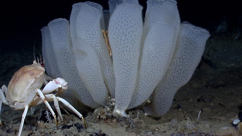 Glass sponges [DigitalAtlas]