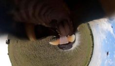 Lion in Maasai Mara goes viral after snatching camera & shooting wild selfie video [Ahmed Galal]