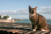 One of the many feral cats of Old San Juan.April Stevenson/Getty Images
