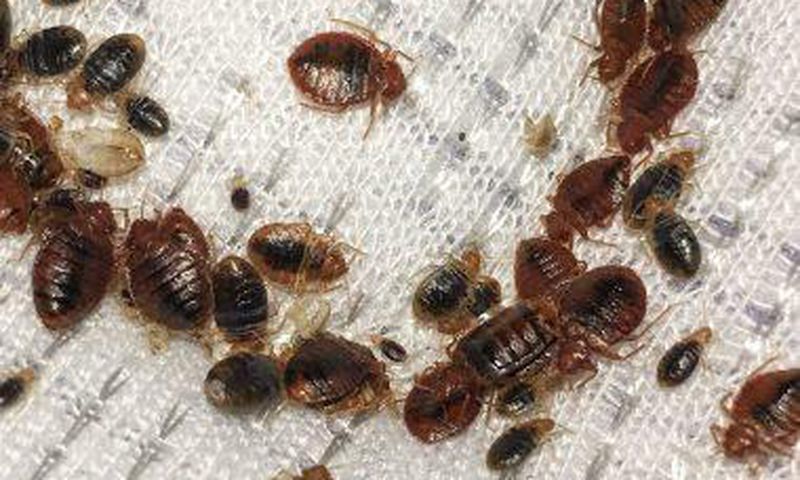 Bedbugs are taking over Paris [Walkerpestmanagement]