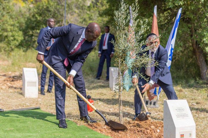 President William Ruto planting a tree at The Grove of Nations in Jerusalem Forest, Israel on May 9, 2023.
