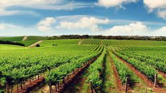 Alongside becoming an apex investment destination in Africa, Tanzania is also a top food producer