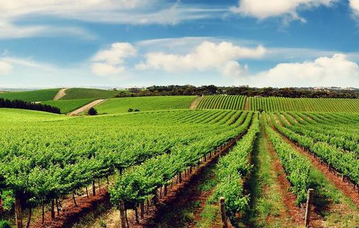 Alongside becoming an apex investment destination in Africa, Tanzania is also a top food producer
