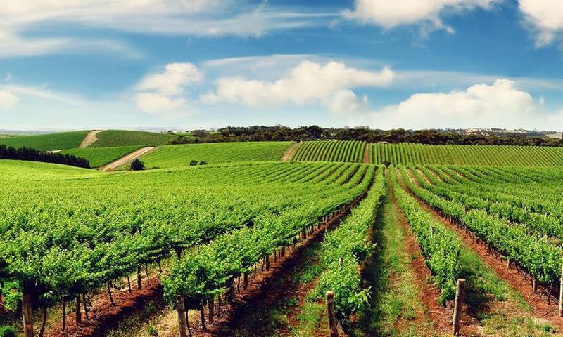 Alongside becoming an apex investment destination in Africa, Tanzania is also a top food producer