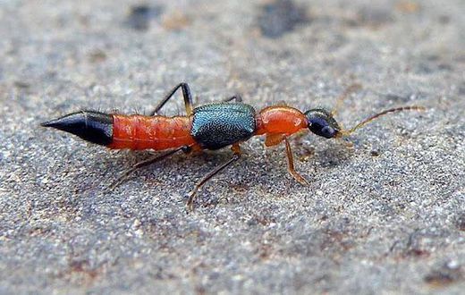 Nairobi fly