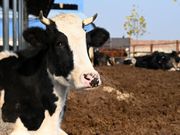 Cows are seen at a dairy farming company in Handan, Hebei Province, China, on November 15, 2021.Hao Qunying / Costfoto/Future Publishing via Getty Images