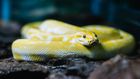 A snake