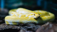 A snake