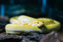 A snake