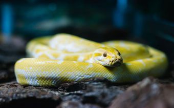 A snake