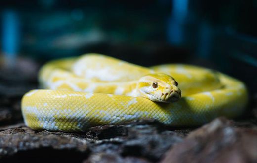 A snake