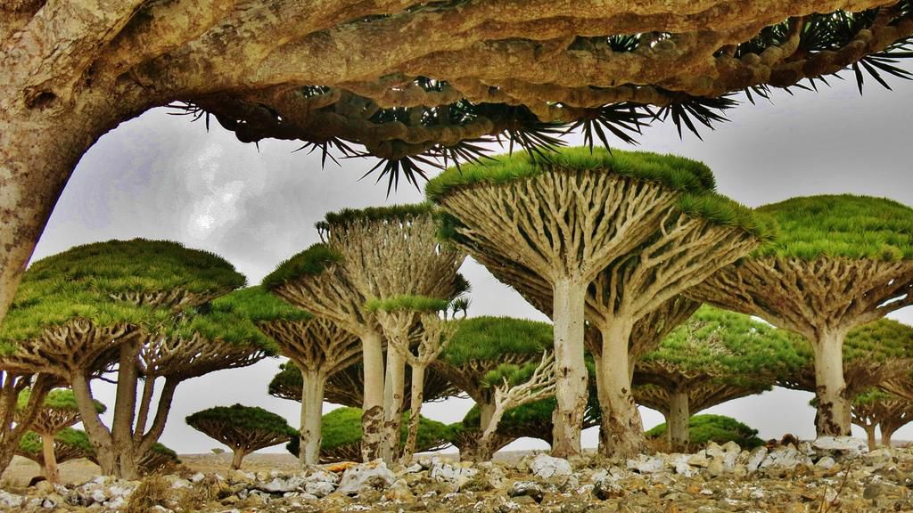 Socotra, Yemen