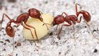 Harvester ants
