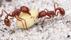 Harvester ants