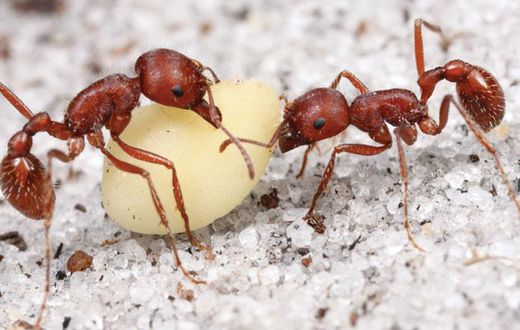 Harvester ants