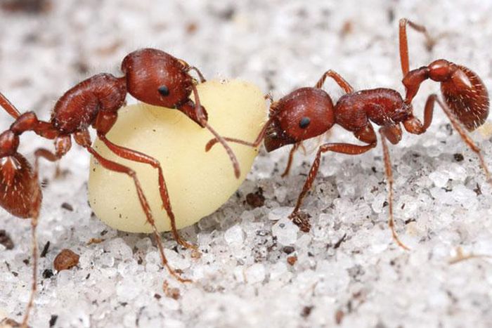 Harvester ants