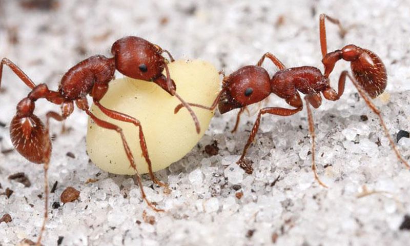 Harvester ants