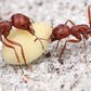 Harvester ants