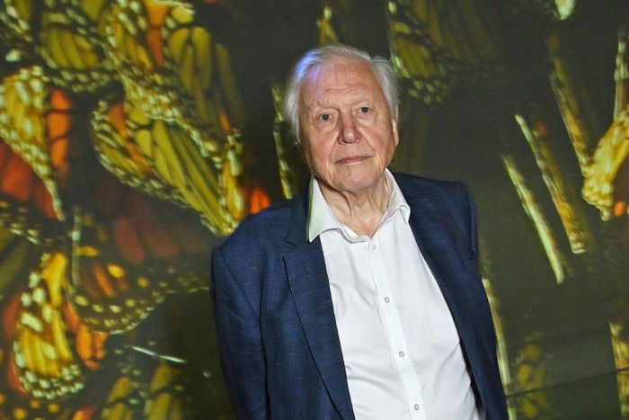 Sir David Attenborough, 97, at the premiere of his BBC documentary, "Planet Earth III," in October.Dave Benett/Getty Images