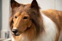 Japanese man transforms himself into a dog courtesy twitter
