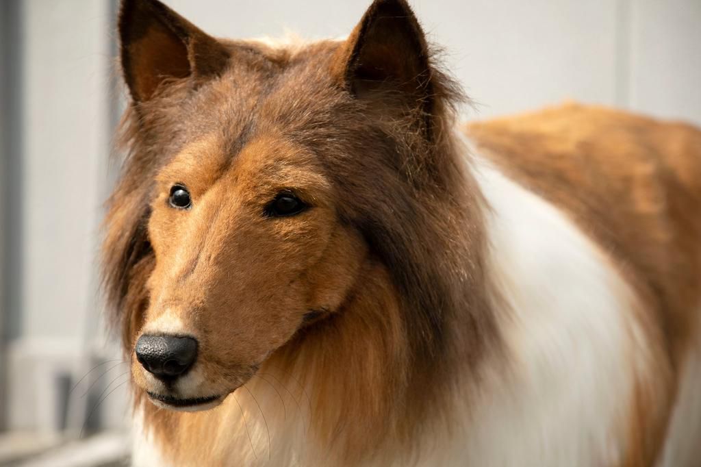 Japanese man transforms himself into a dog courtesy twitter