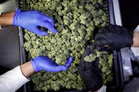 FILE PHOTO: Employees sort medical cannabis flowers at Pharmocann, an Israeli medical cannabis company in northern Israel