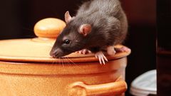 An image of a rat in kitchen ( source:  Igor Norman - Fortolia)