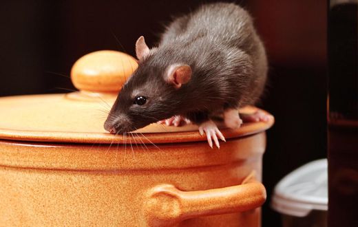 An image of a rat in kitchen ( source:  Igor Norman - Fortolia)