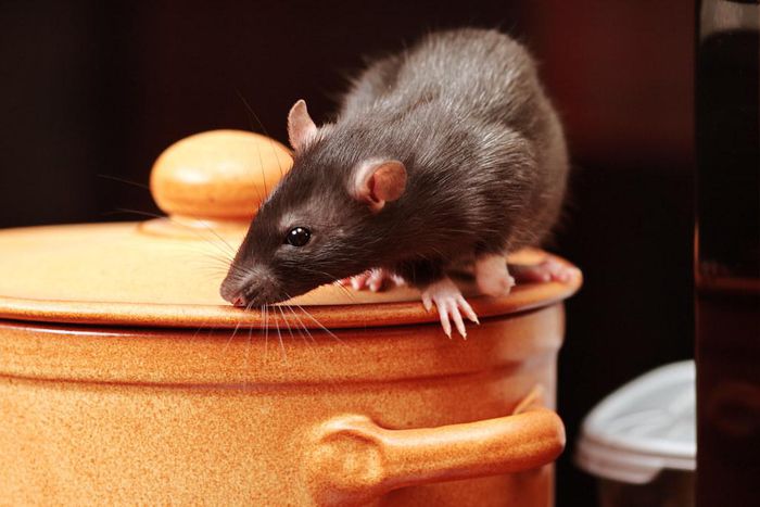 An image of a rat in kitchen ( source:  Igor Norman - Fortolia)