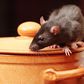 An image of a rat in kitchen ( source:  Igor Norman - Fortolia)