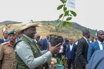 President William Ruto preparing to plant a tree in Ngong forest during the launch of the National Program for Accelerated Forestry and Rangelands restoration on December 21, 2022.