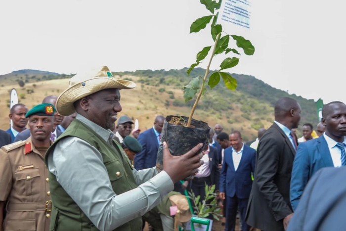 President William Ruto preparing to plant a tree in Ngong forest during the launch of the National Program for Accelerated Forestry and Rangelands restoration on December 21, 2022.