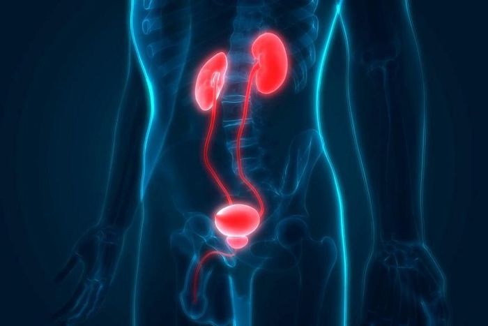 ___8909432___2018___9___27___15___videoblocks-human-body-organs-kidneys-with-urinary-bladder_hzqwktnce_thumbnail-full03