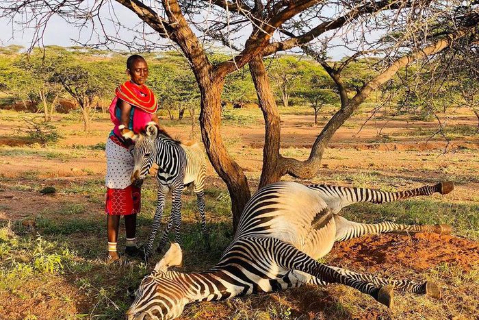 Kenya Wildlife Service officers rescue orphaned foal