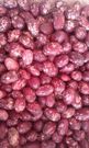 Chelalang bean variety