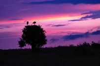 'Between the Rains' documentary to premiere at Africa Climate Week in Kenya/Pexels