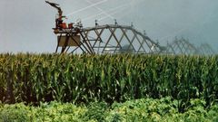 Crops at Galana Kukaku Food Security Project
