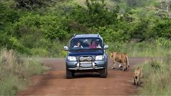Tourists using a private vehicle during a safari
