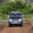 Tourists using a private vehicle during a safari
