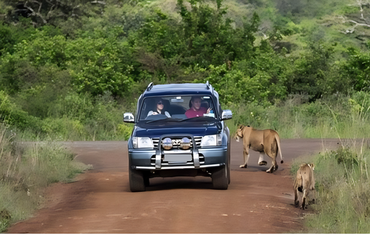 Tourists using a private vehicle during a safari