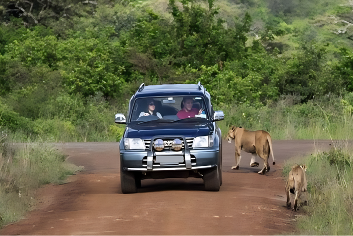 Tourists using a private vehicle during a safari
