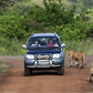 Tourists using a private vehicle during a safari