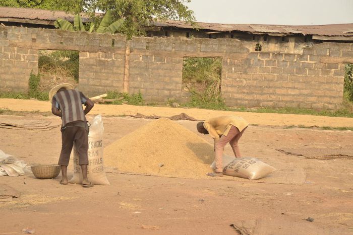 Rice processing in South East Nigeria