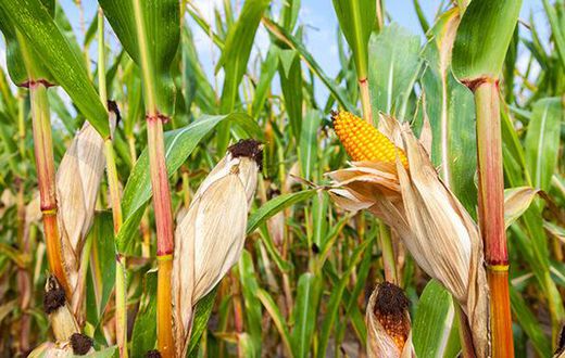 Maize crop