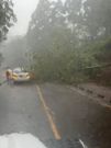 A tree fell on Ngecha Road in Kitisuru on May 2, 2024