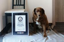 Oldest dog ever Bobi
