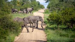 Elephants