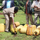 Security officers pour illicit brews during crackdown in Kirinyaga