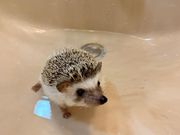 Hedgehog